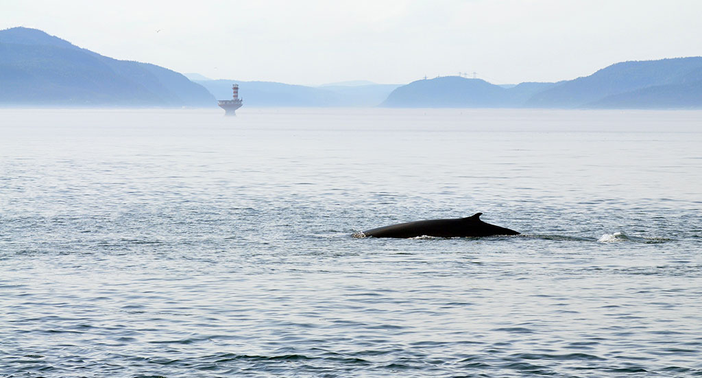 Parcs Canada Alliance Éco-Baleine